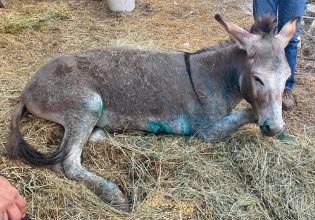 Ιωάννινα: Γράφτηκε ο επίλογος για το κακοποιημένο γαϊδουράκι στη Ζίτσα