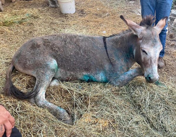 Ταυτότητα για όλα τα ιπποειδή μετά το απάνθρωπο περιστατικό με το γαϊδουράκι
