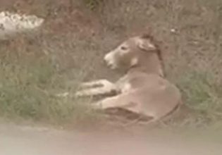 Ζίτσα: «Η ευθανασία ήταν η μόνη πράξη αγάπης» – Καταγγελία για «απόκρυψη» της πραγματικής κατάστασης του ζώου