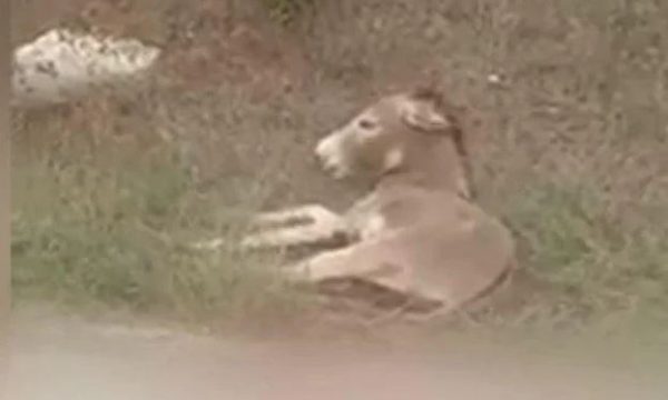 Ζίτσα: «Η ευθανασία ήταν η μόνη πράξη αγάπης» – Καταγγελία για «απόκρυψη» της πραγματικής κατάστασης του ζώου