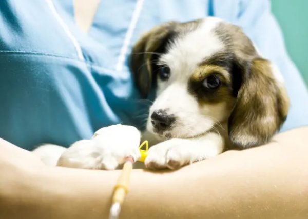 ΗΠΑ: Μυστηριώδης ιός σκοτώνει δεκάδες κουτάβια