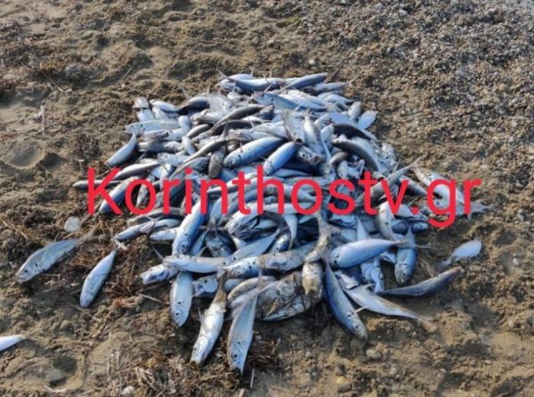 Κόρινθος: Παραλία γέμισε νεκρά ψάρια