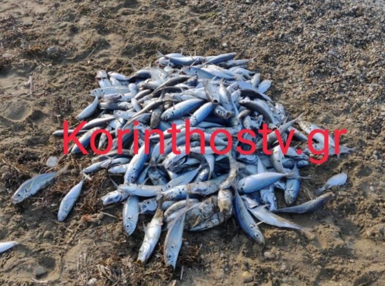 Κόρινθος: Παραλία γέμισε νεκρά ψάρια