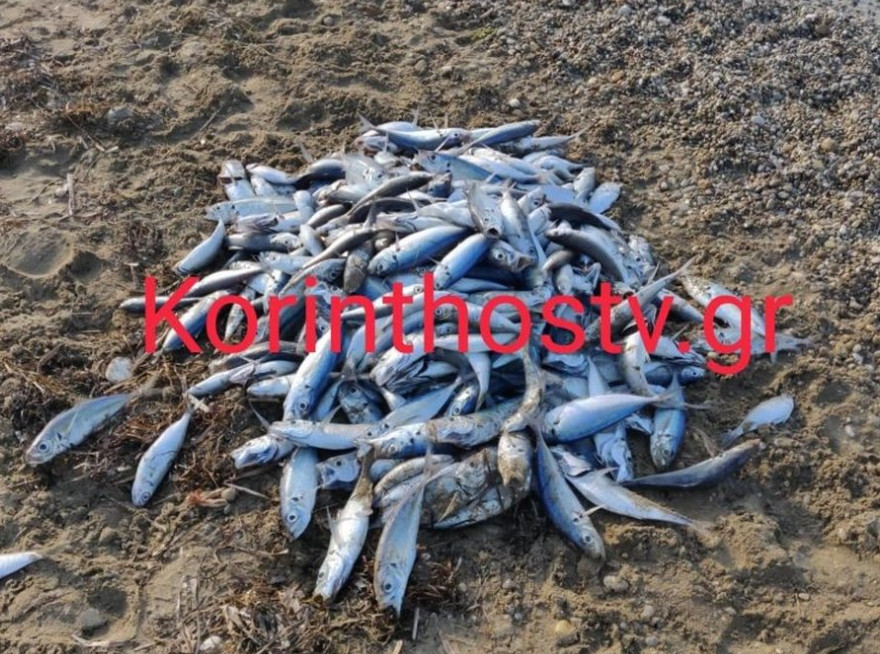Κόρινθος: Παραλία γέμισε νεκρά ψάρια