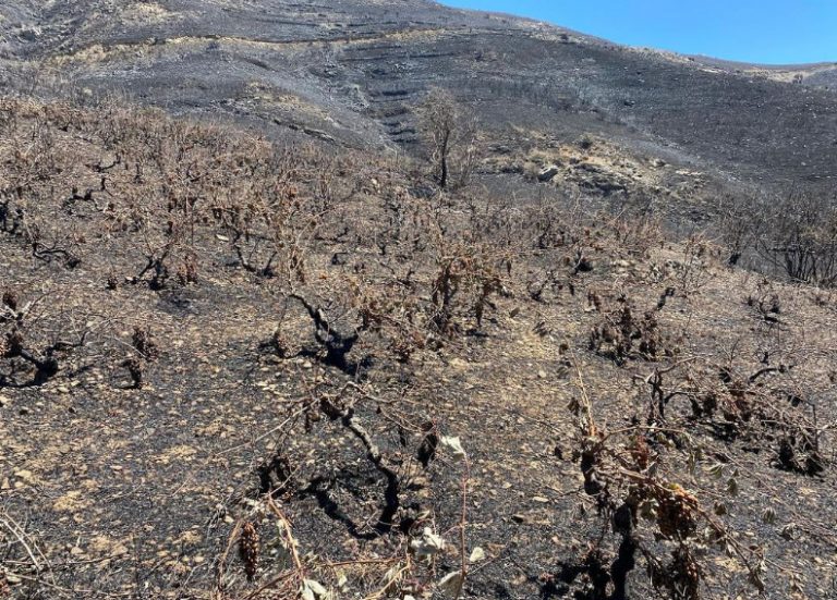 Ρέθυμνο: Στάχτες και αποκαΐδια 300 στρέμματα αμπελώνων στους Μέλαμπες – Crowdfunding για την αναγέννησή τους
