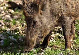 Κρυονέρι: Παραλίγο τραγωδία από άνδρα που κυνηγούσε αγριογούρουνα – Τραυματίστηκε γυναίκα