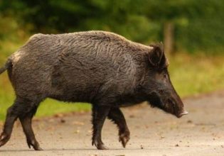 Λαμία: 14μελής οικογένεια αγριογούρουνων έκανε βόλτα στην πόλη