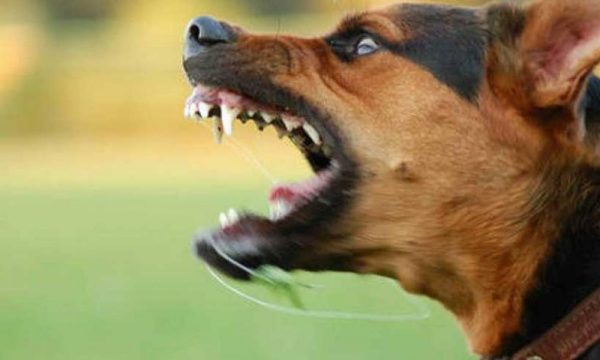 Αγρίνιο: Αδέσποτο σκυλί επιτέθηκε σε παιδί 3 ετών