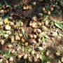 Θεσσαλία: «Σάρωσε» τις καλλιέργειες το χαλάζι – Ξεκίνησαν οι εκτιμήσεις