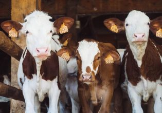 Αγγλία: Πρέπει να μειώσει την κατανάλωση κρέατος για να αποφύγει την κλιματική καταστροφή