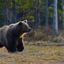 Έρευνα του υπουργείου Περιβάλλοντος για τις τρεις νεκρές αρκούδες στη Φλώρινα