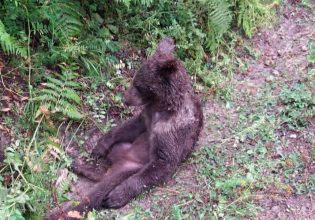 Λαίμαργο αρκουδάκι έφαγε παραισθησιογόνο μέλι – Το πήγαν για… πικρό καφέ