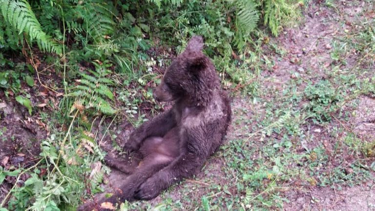 Λαίμαργο αρκουδάκι έφαγε παραισθησιογόνο μέλι – Το πήγαν για… πικρό καφέ
