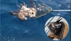 Θάσος: Βρέθηκε νεκρός σπάνιος Ασπροπάρης που είχε σημανθεί με δορυφορικό πομπό