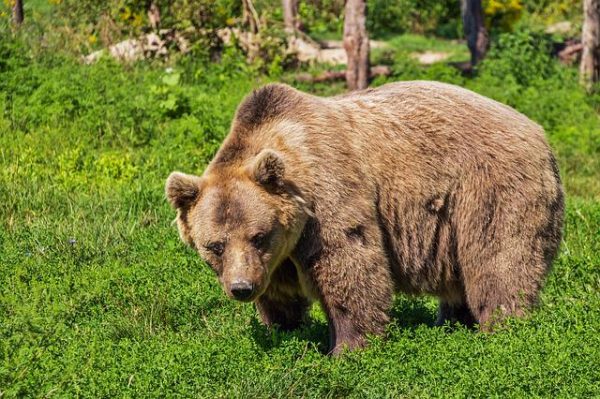 Φλώρινα: Τρεις νεκρές αρκούδες από πυροβόλο όπλο - Η μία ήταν ακόμα σε φάση θηλασμού