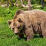 Φλώρινα: Τρεις νεκρές αρκούδες από πυροβόλο όπλο – Η μία ήταν ακόμα σε φάση θηλασμού