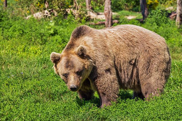Φλώρινα: Τρεις νεκρές αρκούδες από πυροβόλο όπλο – Η μία ήταν ακόμα σε φάση θηλασμού