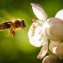 Μέλισσες: Πώς να ελέγξετε τις κυψέλες για Ευρωπαϊκή Σηψιγονία – Ζημιές στις αποικίες