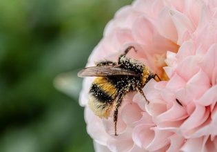 Τρόφιμα: Τα 1/3 των ειδών που τρώμε είναι σε κίνδυνο