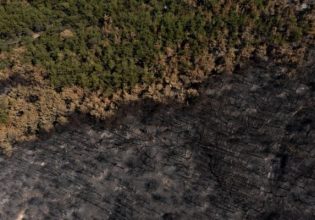 Δαδιά: «Αξίζει κάτι παραπάνω στα δάση και τα Εθνικά Πάρκα» – Ποια είναι η επόμενη ημέρα