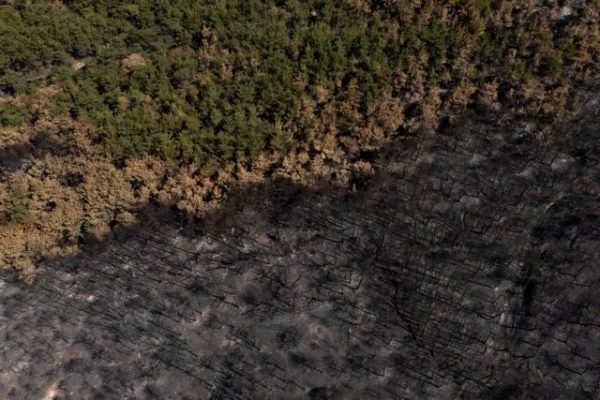 Σκρέκας: Ξεκινά η διαδικασία αποκατάστασης στο δάσος της Δαδιάς