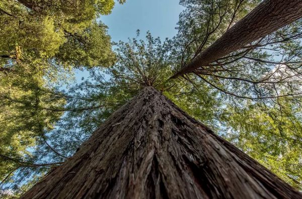 Απαγορεύτηκε η πρόσβαση στο ψηλότερο δέντρο στον κόσμο – Φυλάκιση και πρόστιμο σε όσους δεν το σεβαστούν