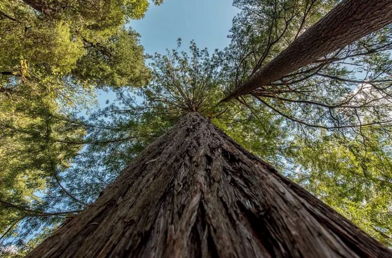 Απαγορεύτηκε η πρόσβαση στο ψηλότερο δέντρο στον κόσμο – Φυλάκιση και πρόστιμο σε όσους δεν το σεβαστούν