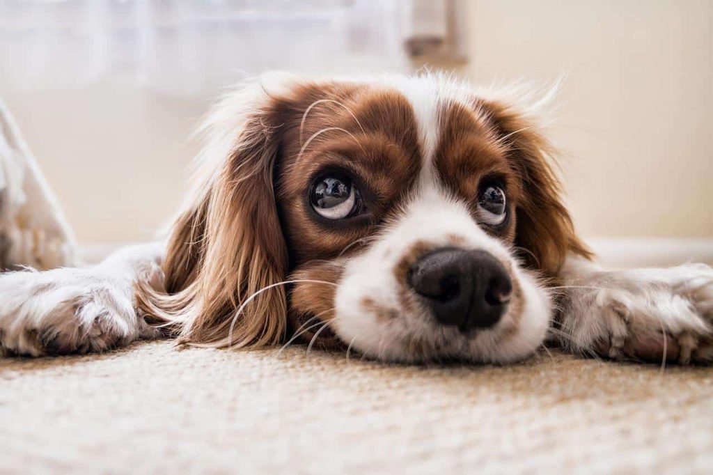 Οι σκύλοι κινδυνεύουν επίσης με άνοια όσο γερνάνε – Τι αποκαλύπτει έρευνα