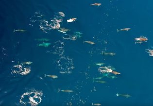 Φθιώτιδα: Το μεγαλύτερο κοπάδι δελφινιών που έχει καταγραφεί ποτέ στην Ελλάδα