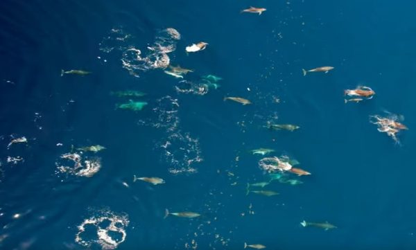 Φθιώτιδα: Το μεγαλύτερο κοπάδι δελφινιών που έχει καταγραφεί ποτέ στην Ελλάδα