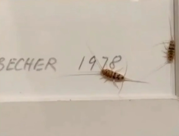 Κλείνει εκτάκτως το Μουσείο Σύγχρονης Τέχνης της Τεχεράνης μετά από viral βίντεο με έντομα πάνω σε έργο τέχνης