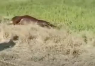 Εβρος: Πυροβόλησαν και σκότωσαν γύρω στα 40 γελάδια και μοσχάρια (σκληρές εικόνες)