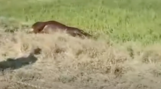 Εβρος: Πυροβόλησαν και σκότωσαν γύρω στα 40 γελάδια και μοσχάρια (σκληρές εικόνες)