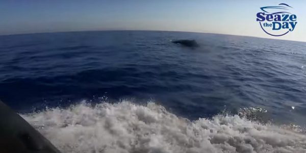 Κύπρος: Πανέμορφες εικόνες από μια απρόσμενη συνάντηση με φάλαινα φυσητήρα