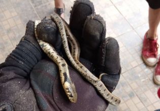 Κοζάνη: Τρόμος για ενοίκους σπιτιού – Βρήκαν φίδι πίσω από τον καναπέ