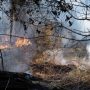 Γαλλία: Μαίνονται οι πυρκαγιές – Στάχτη 60.000 στρέμματα