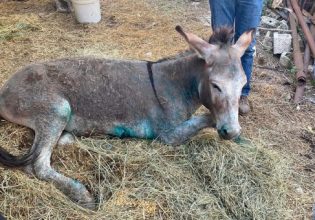 Θλίψη για το κακοποιημένο γαϊδουράκι – Οδηγείται σε ευθανασία