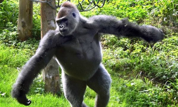 ΗΠΑ: «Επίδειξη δύναμης» γορίλα σε επισκέπτρια ζωολογικού κήπου