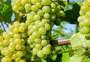 Αμπέλι: Οι υψηλές θερμοκρασίες αυξάνουν απότομα τη δράση της ευδεμίδας