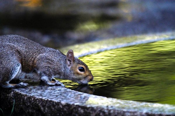 Αγγλία: Πρωτοφανής ξηρασία – Τι απαγορεύεται
