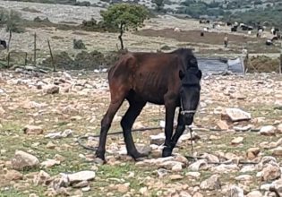 Τύρναβος: Ανάγκασαν άλογα να… προσκυνήσουν την εικόνα της Αγίας Παρασκευής