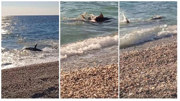 Αγιόκαμπος: Ψάρι μεγάλου μεγέθους βγήκε στη στεριά και ξάφνιασε τους λουόμενους