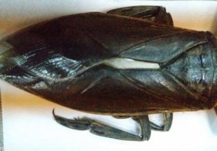 Αγρίνιο: Εντοπίστηκε ο γιγαντιαίος λιθόκερος – Το μεγαλύτερο υδρόβιο έντομο της Ευρώπης