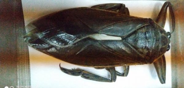 Αγρίνιο: Εντοπίστηκε ο γιγαντιαίος λιθόκερος – Το μεγαλύτερο υδρόβιο έντομο της Ευρώπης