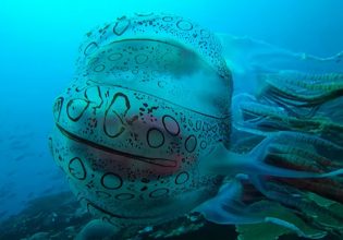Παπούα Νέα Γουινέα: Σπάνιο είδος μέδουσας καταγράφηκε μόλις για δεύτερη φορά