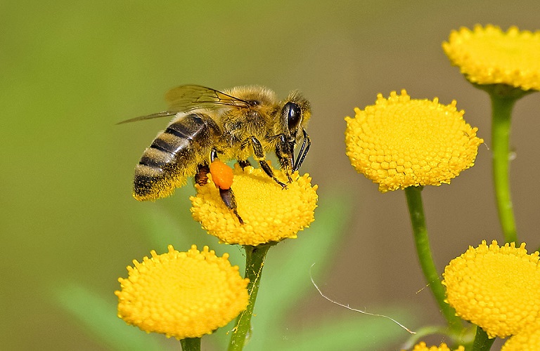 ΕΕ: Πώς θα γίνουν πιο ανθεκτικές οι μέλισσες