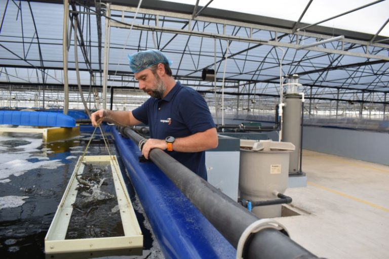 Ναπολέων Τσάνης: Από την Αυστραλία στην Ηγουμενίτσα για την πρώτη μονάδα εκτροφής γαρίδας