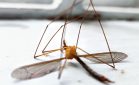 Κουνούπια: Πώς τα κουνούπια εντοπίζουν τους ανθρώπους – Τα τρία αρώματα που τα ελκύουν