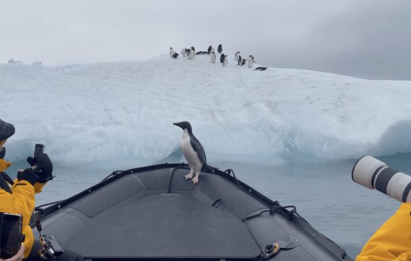 Ανταρκτική: Πιγκουίνος πήδηξε μέσα σε βάρκα για να γλιτώσει από φώκια, οι άνθρωποι τον βοήθησαν