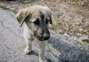 Καταφύγιο αδέσποτων ζώων κατασκευάζεται στην Κάρπαθο